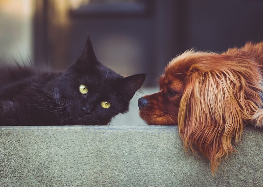 Palmas vai realizar primeiro Censo Animal para mapear população de cães e gatos; entenda como funciona