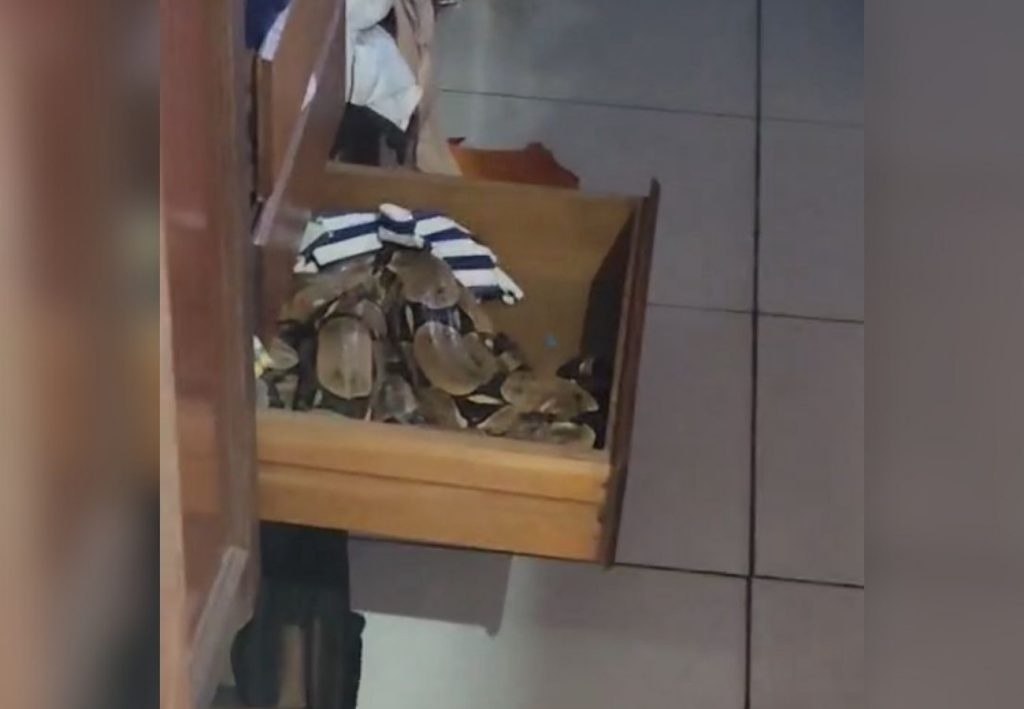 Morador encontra jiboia dentro de gaveta do guarda-roupa: ‘Muito assustado pelo perigo’