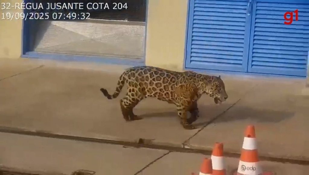 Onça-pintada é vista ‘passeando’ em usina hidrelétrica no Tocantins; VÍDEO