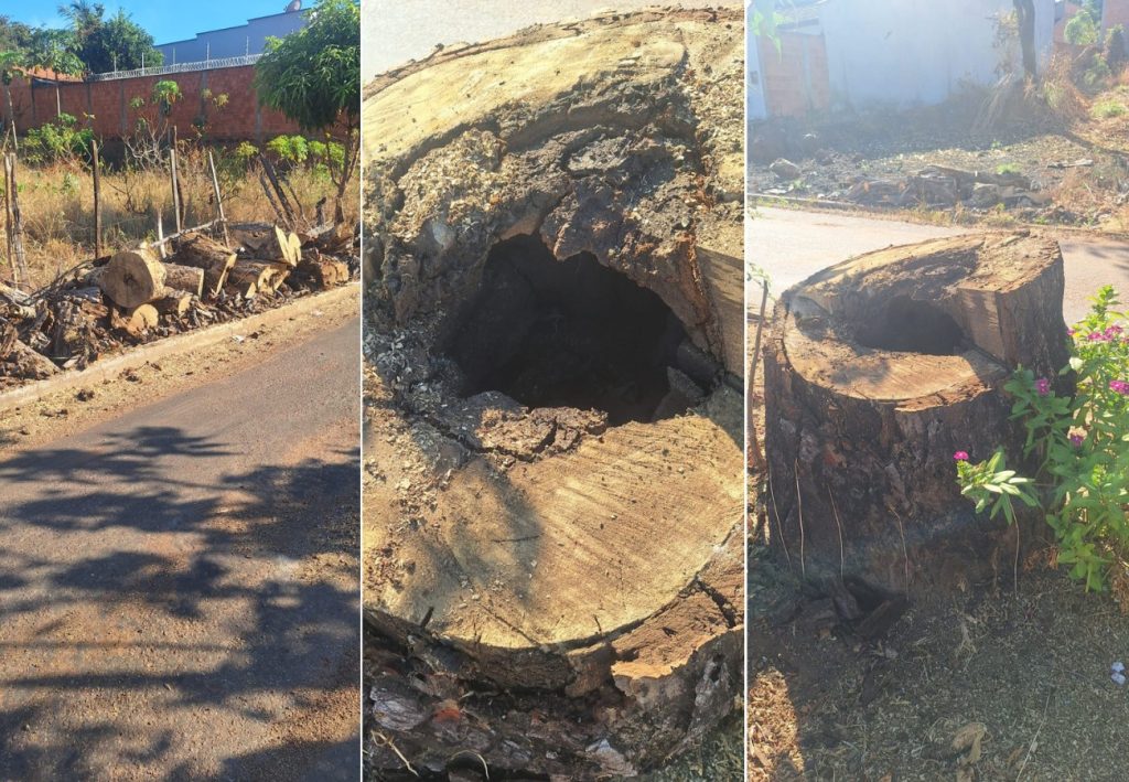 Pé de cajá preservado no meio de avenida no TO morre após ser consumido por cupim; veja imagens